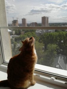 Кошка смотрит на Антикошку