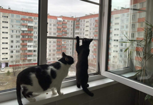 Металлическая москитная сетка Антикошка установлена на пластиковое окно